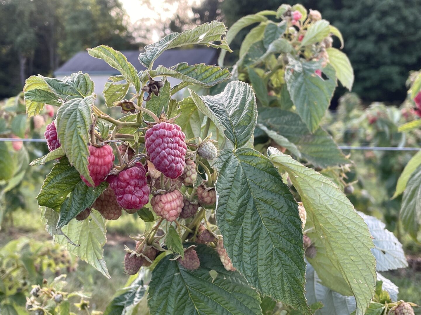 A picture of a berry farm